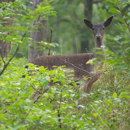 De Bosrand 404, Unieke Rustige Plek Met Veel Privacy Aan De Bosrand Op De Veluwe * 贝克贝亨