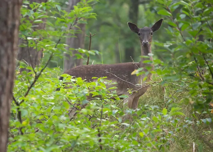 De Bosrand 404, Unieke Rustige Plek Met Veel Privacy Aan De Bosrand Op De Veluwe * 贝克贝亨